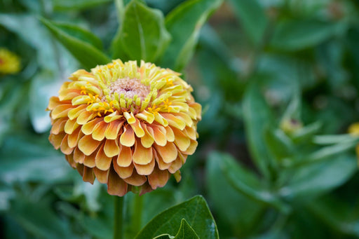 Zinnia Seeds - Queen Lime With Blush - Alliance of Native Seedkeepers - Zinnia