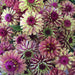 Zinnia Seeds - Queen Red Lime - Alliance of Native Seedkeepers - Zinnia