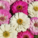 Zinnia Seeds - Strawberry Parfait Mix (Coming Jan/Feb 2024) - Alliance of Native Seedkeepers -