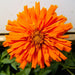Zinnia Seeds - Super Cactus Aztec Orange (Coming Jan/Feb 2024) - Alliance of Native Seedkeepers -