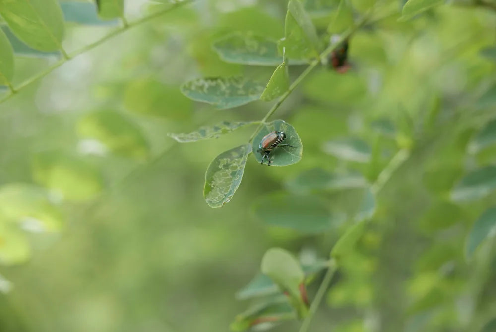 A beetle resting on a chewed garden leaf