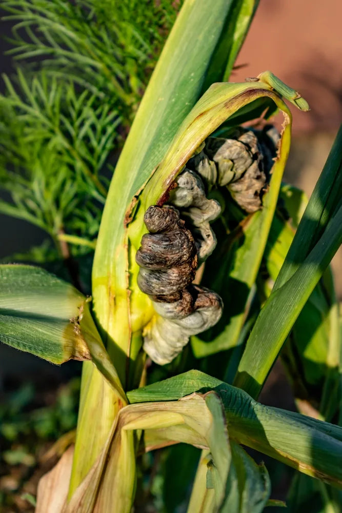 Large gray galls of corn smut developing on an ear