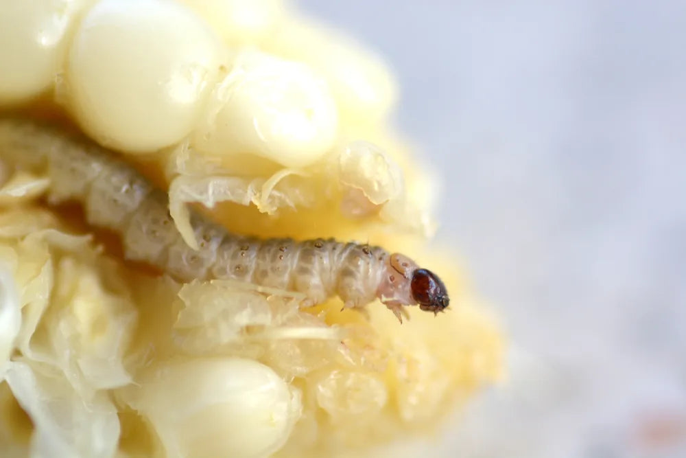 A larva feeding among kernels near the tip of a corn ear