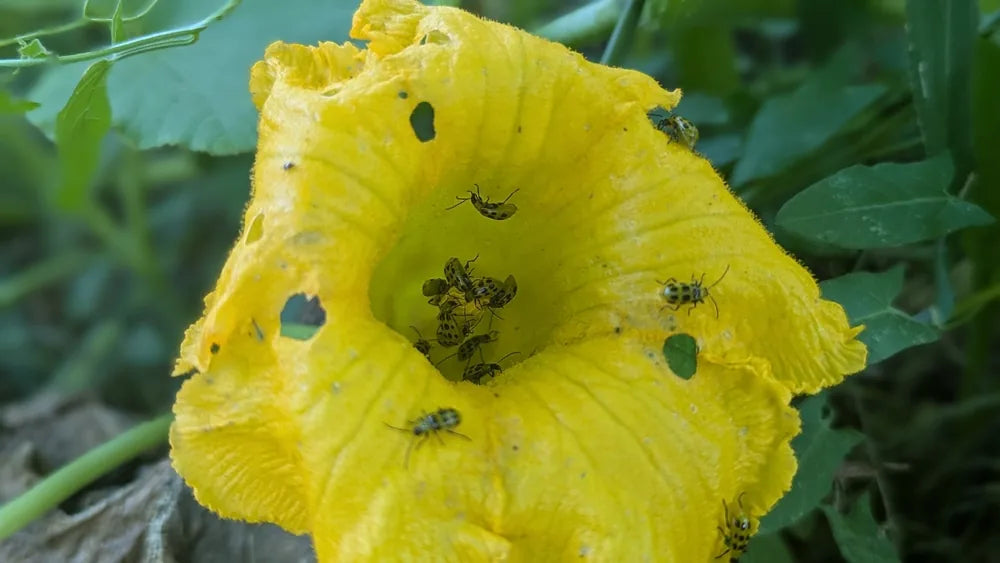 Several small beetles inside a damaged yellow squash flower