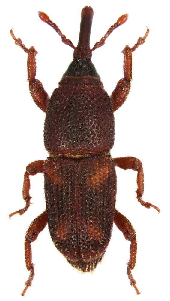 A storage weevil shown against a white background