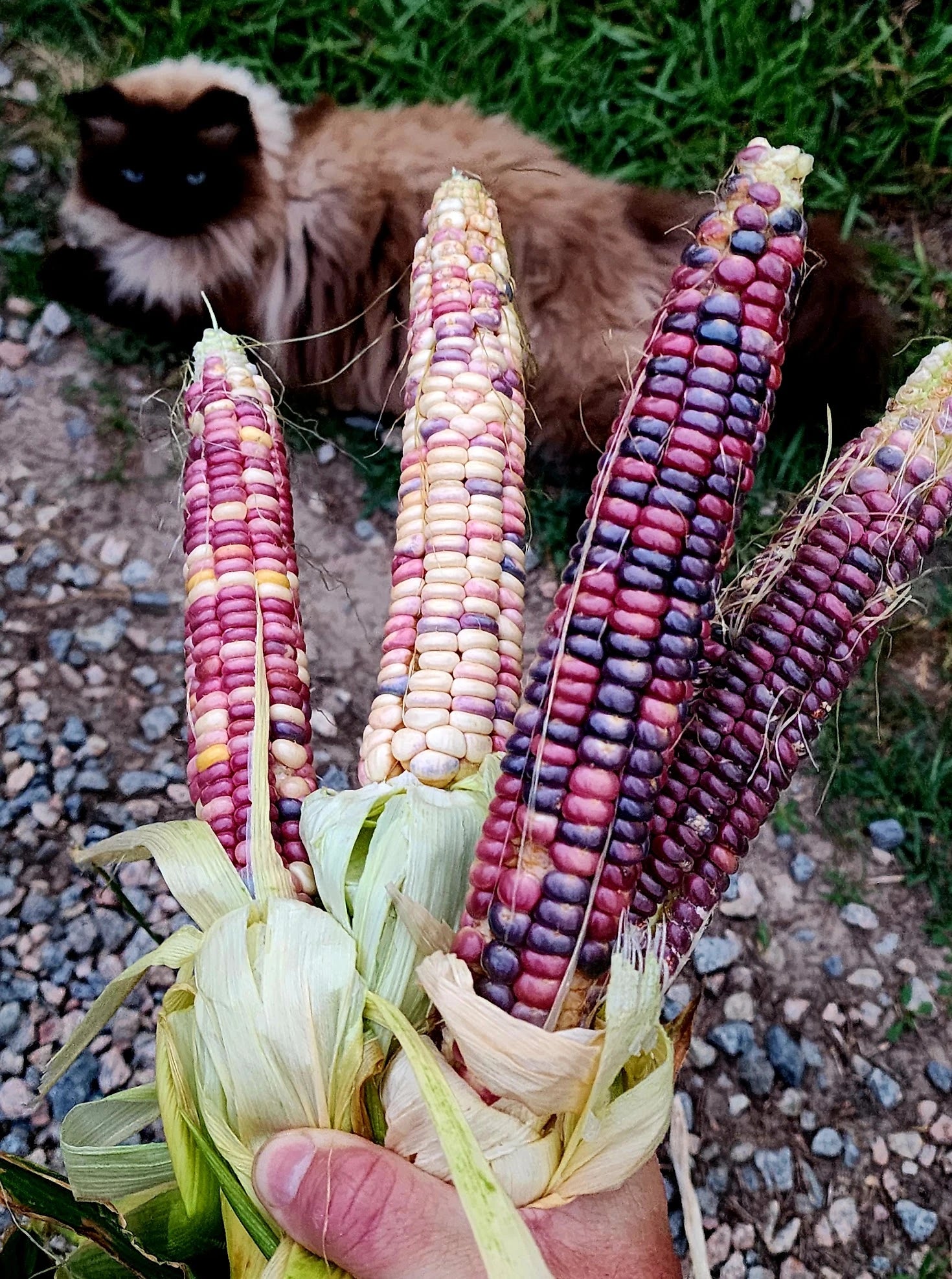 Selected Nottoway corn held in hand with the cat Nesta in the background