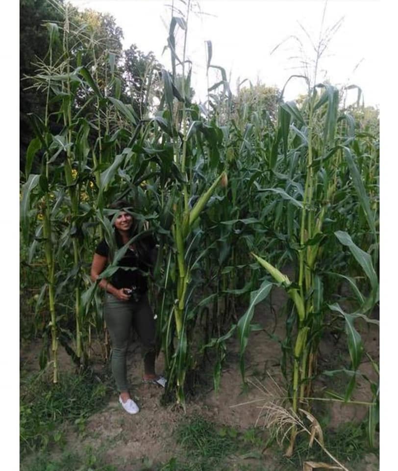 A seedkeeper standing among tall ancestral corn in an early North Carolina garden
