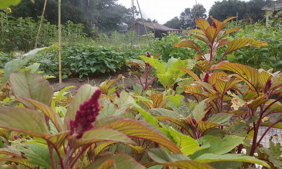 Amaranth and other food crops growing in the North Carolina garden before it was firebombed