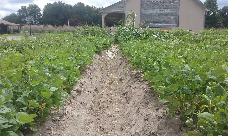 A planted furrow in the North Carolina garden before it was firebombed