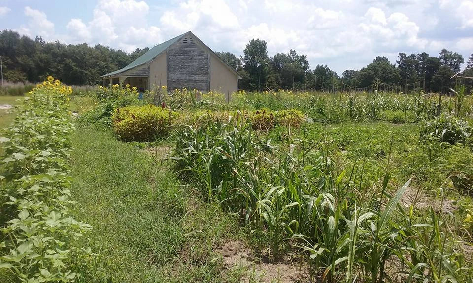 A wide view of the North Carolina garden before it was firebombed