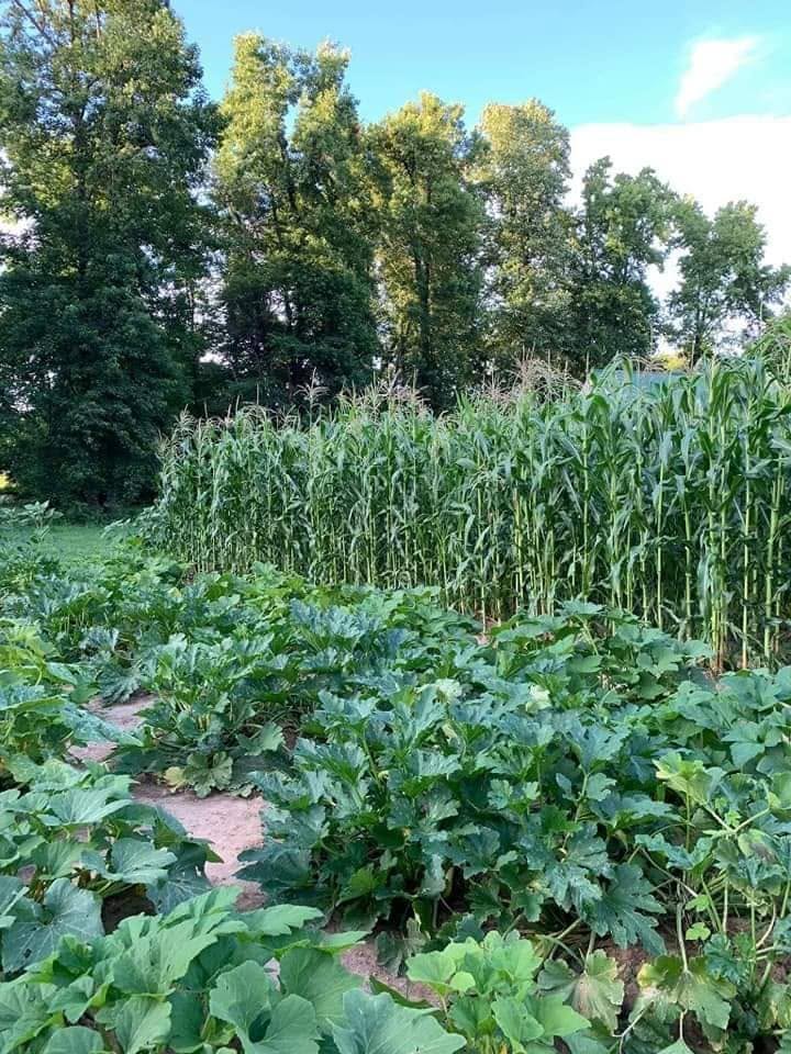 An early North Carolina garden filled with corn, squash, and other food crops
