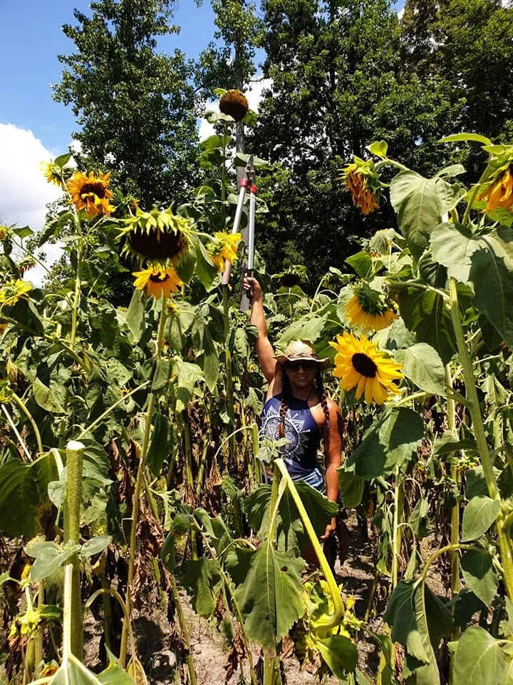 Elizabeth Beth Roach Cain in the Nottoway tribal gardens with sunflowers ready for harvest