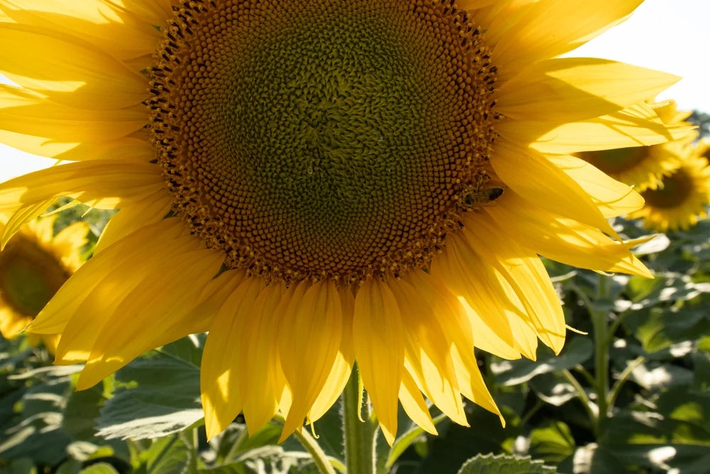 Sunflower bloom visited by a pollinating insect